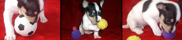 Perrito jugando con la pelota