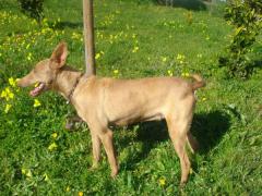 Canela ( Austria )