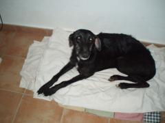 Negrito ( Francia )