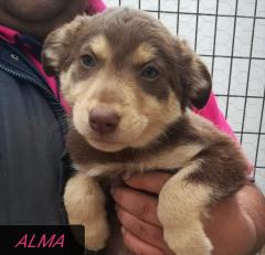 Alma