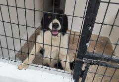 Otto