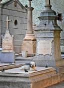 Hasta donde llega la capacidad de Amar de un Animal ...