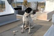 Una Perra se niega a abandonar la tumba de su due&ntilde;o en Safed ( Israel )
