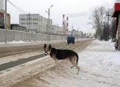 Kostik: El perro de los novios