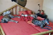 Galgos, los grandes perdedores