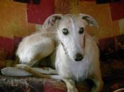 Help for Spanish Greyhounds