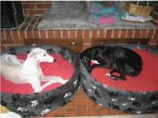 Help for Spanish Greyhounds