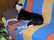 Help for Spanish Greyhounds