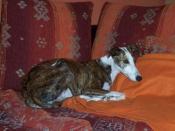 Help for Spanish Greyhounds