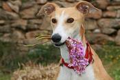 Help for Spanish Greyhounds