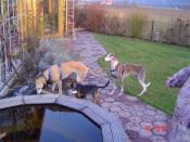 Help for Spanish Greyhounds