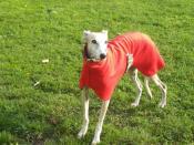 Help for Spanish Greyhounds