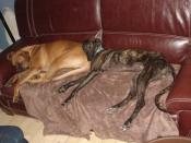 Help for Spanish Greyhounds