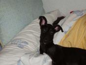 Help for Spanish Greyhounds