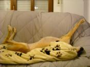 Help for Spanish Greyhounds