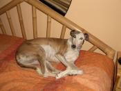 Help for Spanish Greyhounds