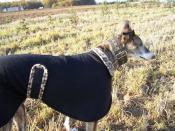 Help for Spanish Greyhounds